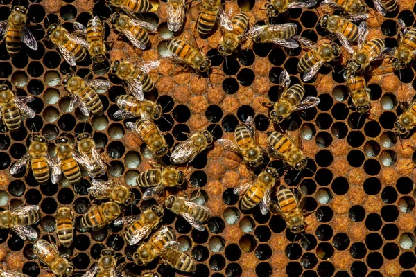 O enxame de abelha rainha - foco seletivo — Fotografia de Stock