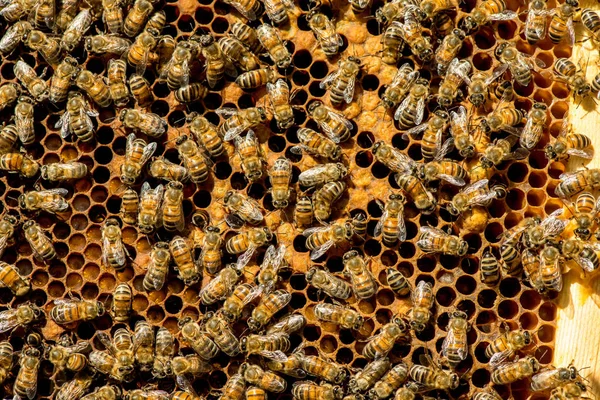 Рой королевы пчел - избирательный фокус — стоковое фото