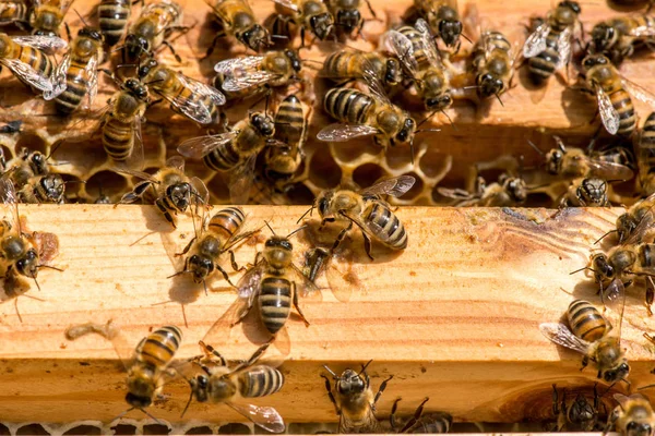 Nahaufnahme von Bienen auf Bienenwaben im Bienenhaus — Stockfoto