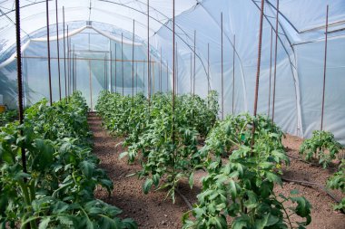 Seradaki organik domates bitkileri ve damlama sulama sistemi - seçici odak