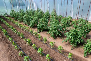 Seradaki organik domates ve biber bitkileri ve damlatma sistemi - seçici odak noktası