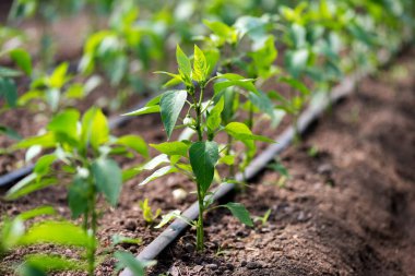 Seradaki organik biber bitkilerini ve damlatma sistemini kapatın - seçici odak noktası