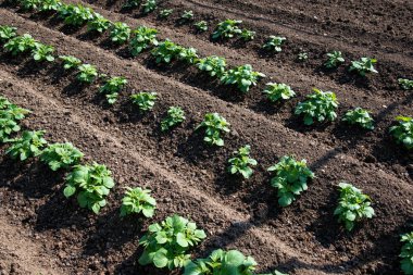 Sahadaki genç patates tarlaları - seçici odaklanma