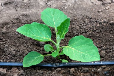 Serada patlıcan fideleri ve damlama sulama sistemi - seçici odak
