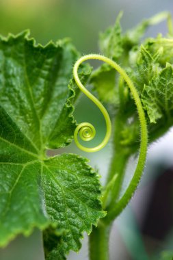 Makro bir bitki helezon - seçici odak