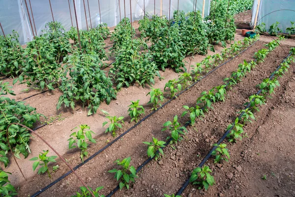 Biologische tomaten- en peperplanten in een kas en druppelirrigatiesysteem - selectieve focus — Stockfoto