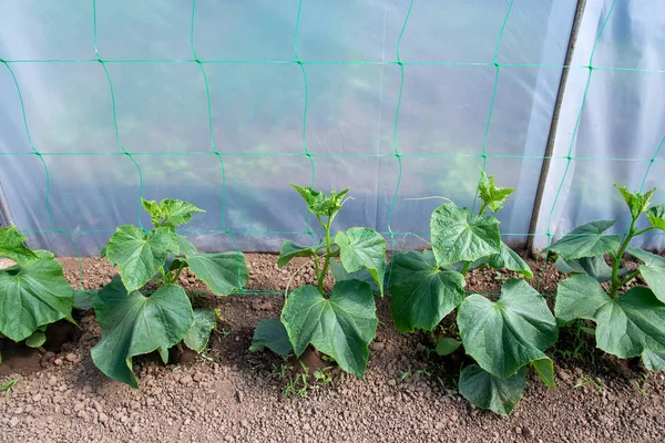 Okurkové rostliny rostoucí ve skleníku - selektivní zaměření, kopírování prostoru — Stock fotografie