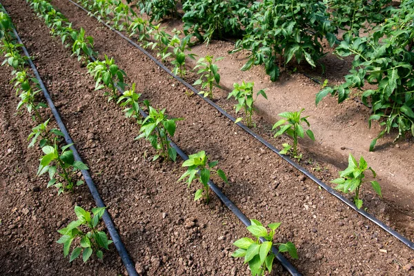 Organic tomato and pepper plants in a greenhouse and drip irrigation system - selective focus — Stock Photo, Image