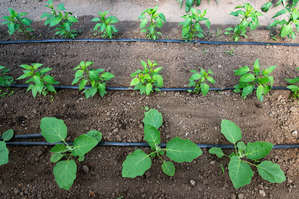теплица с органическими растениями перца и баклажанов и капельным орошением - избирательный фокус, вид сверху
