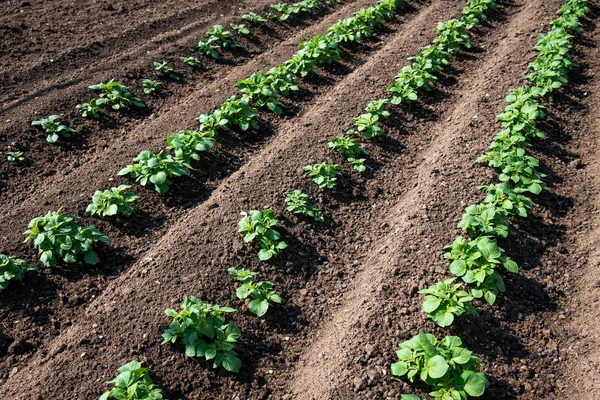 Ряды молодых картофельных растений на поле - селективная направленность — стоковое фото