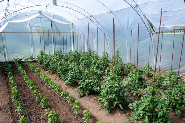 Органические растения томатов и перца в оранжерее и капельной системе орошения - избирательный фокус — стоковое фото