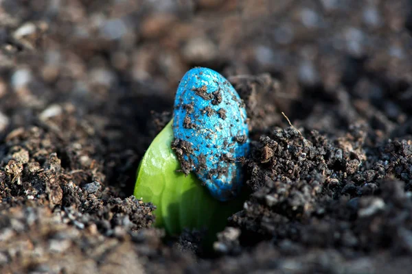 Kabak Seedling. İlk Kabak Yaprakları ya da Kabak Bitkisi Kimyasal olarak işlenmiş tohumdan yetişiyor
