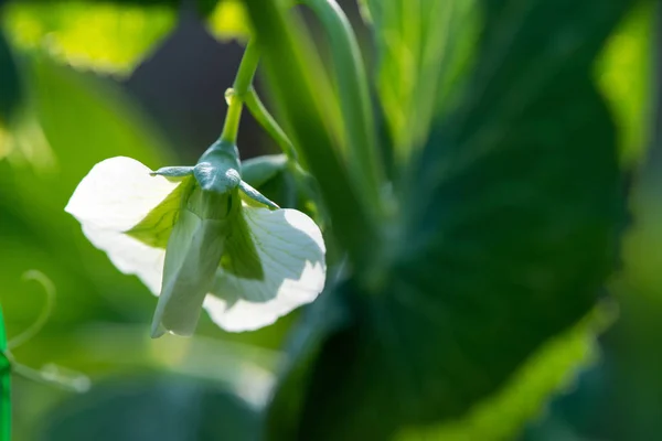 Egy virágzó borsónövény közelsége a tavaszi kertben - szelektív fókusz, másolás — Stock Fotó