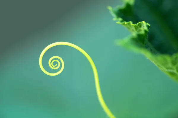 Macro di una spirale d'impianto - centro selettivo — Foto Stock