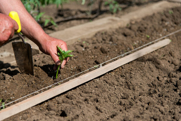 Close up of farmer's hands sowing pepper seedlings in a spring garden