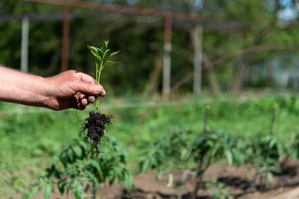 Close up de mãos de fazendeiro semeando mudas de pimenta em um jardim de primavera — Fotografia de Stock
