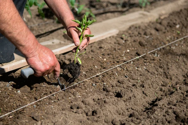 Közelkép a gazda kezét vető paprika palánták egy tavaszi kertben — Stock Fotó