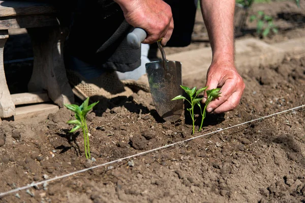 Közelkép a gazda kezét vető paprika palánták egy tavaszi kertben — Stock Fotó