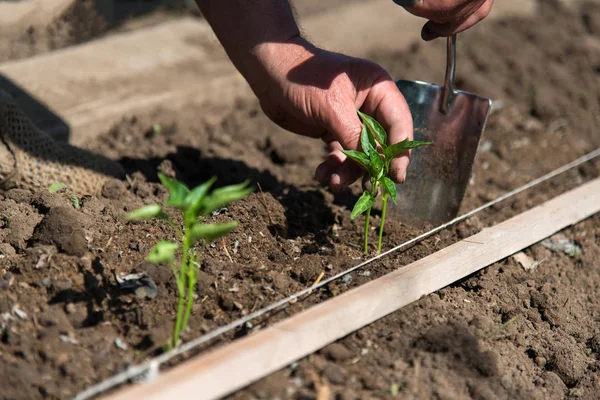 Close up de mãos de fazendeiro semeando mudas de pimenta em um jardim de primavera — Fotografia de Stock