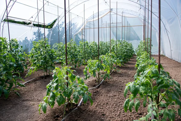 Bio-Tomatenpflanzen im Gewächshaus und Tropfbewässerungssystem - selektiver Fokus Stockfoto