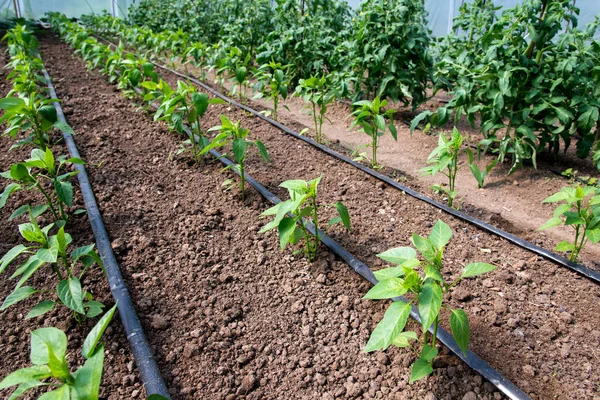 温室内の有機トマトとコショウの植物と点滴灌漑システム-選択的フォーカス ストック画像