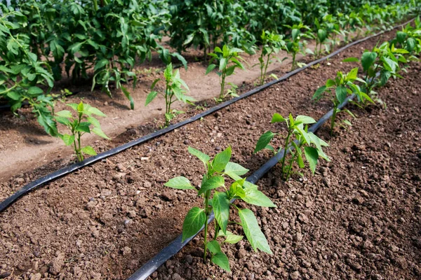 Nahaufnahme von Bio-Paprikapflanzen und Tropfbewässerungssystem im Gewächshaus - selektiver Fokus Stockfoto
