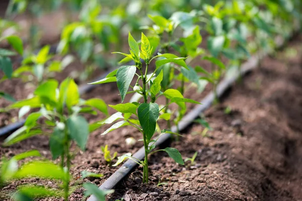Nahaufnahme von Bio-Paprikapflanzen und Tropfbewässerungssystem im Gewächshaus - selektiver Fokus Stockfoto