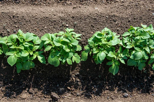 Reihen junger Kartoffelpflanzen auf dem Feld - selektiver Fokus Stockbild
