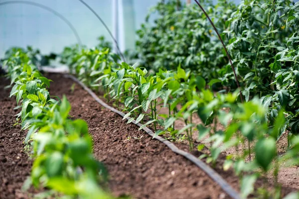 温室内の有機コショウ植物と点滴灌漑システムの閉鎖-選択的焦点 ロイヤリティフリーのストック画像