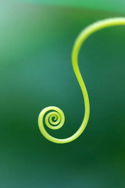 Makro einer Pflanzenspirale - selektiver Fokus Stockbild