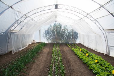 Serada yetişen taze organik marul, ıspanak ve soğan.