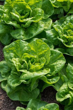 Serada yetişen taze organik marul - seçici odaklanma, dikey yönelim