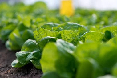 Serada yetişen taze organik marulu kapat - seçici odaklanma