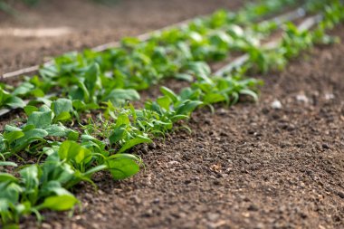 Serada taze taze organik ıspanak bitkileri ve damlama sulama sistemi. Seçici bir odak noktası.