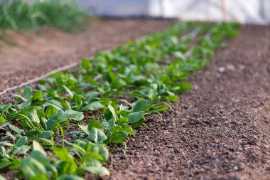Serada taze taze organik ıspanak bitkileri ve damlama sulama sistemi. Seçici bir odak noktası.