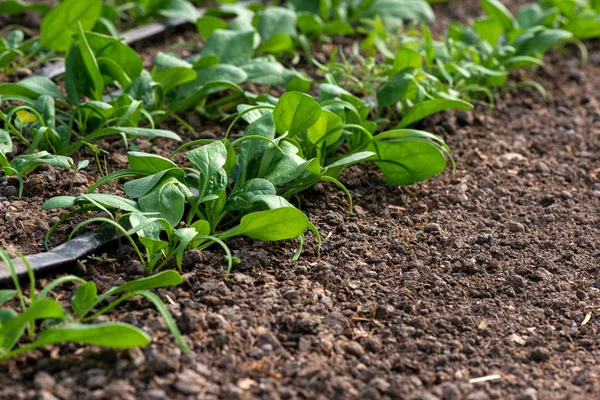 Giovani piante di spinaci biologici freschi e sistema di irrigazione a goccia in serra - focus selettivo — Foto Stock