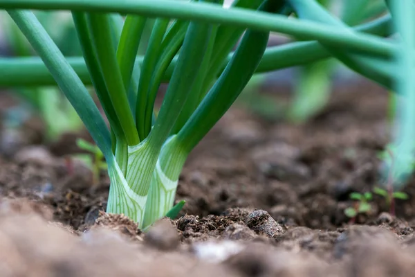 Close-up van in een kas gekweekte biologische uienplanten - selectieve focus — Stockfoto