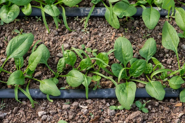 Молодые свежие органические растения шпината и капельное орошение в теплице - избирательный фокус, вид сверху — стоковое фото