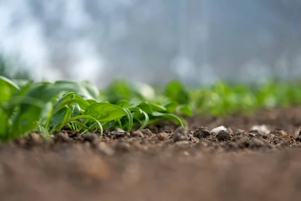 Молодые свежие органические растения шпината и капельное орошение в теплице - избирательный фокус — стоковое фото