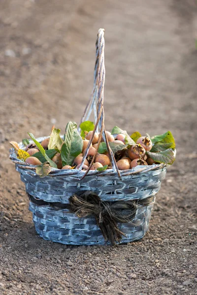 Корзина медлара помещена на почву в осеннем саду - селективный фокус — стоковое фото
