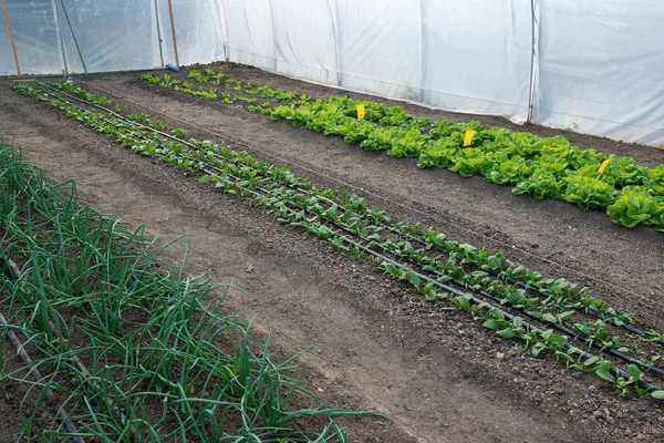 Fresh organic lettuce, spinach and onions growing in a greenhouse ストックフォト