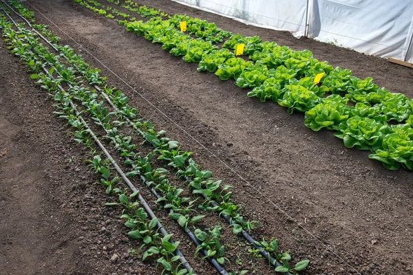 Fresh organic lettuce, spinach and onions growing in a greenhouse ストック写真