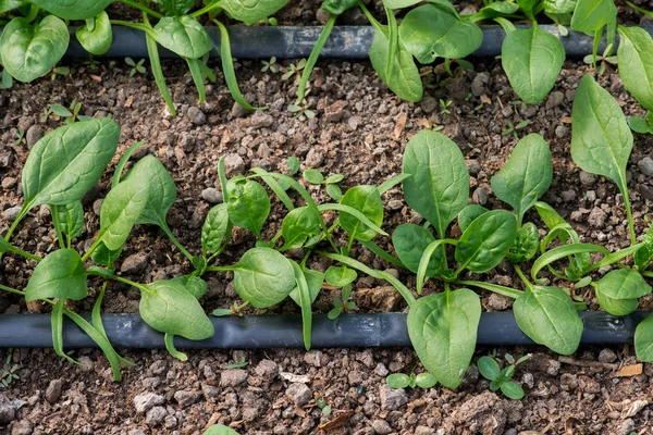 Junge frische Bio-Spinatpflanzen und Tropfbewässerungssystem im Gewächshaus - selektiver Fokus, Draufsicht Stockbild