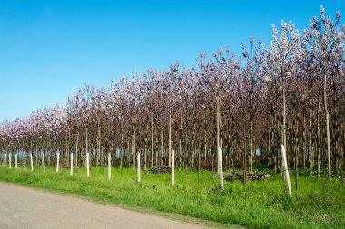 İlkbaharda çiçek açan Paulownia ağaçlarının fidanlığı - seçici odaklanma