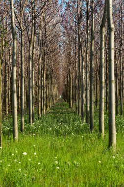 Baharda çiçek açan Paulownia ağaçlarının fidanlığı - dikey