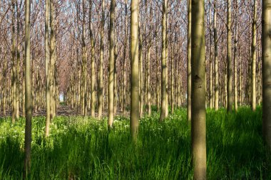 İlkbaharda çiçek açan Paulownia ağaçlarının fidanlığı - seçici odaklanma