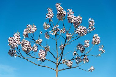 İlkbaharda çiçek açan Paulownia ağaçları - gökyüzüne doğru bakıyorlar