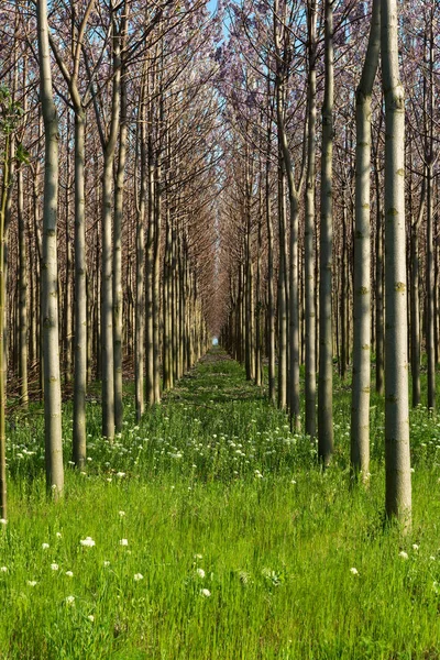 Plantação de árvores Paulownia florescentes na primavera - vertical — Fotografia de Stock