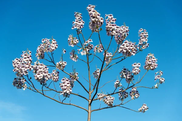 봄에 꽃피는 파우프니아 나무 - 하늘을 향해 바라봄 — 스톡 사진