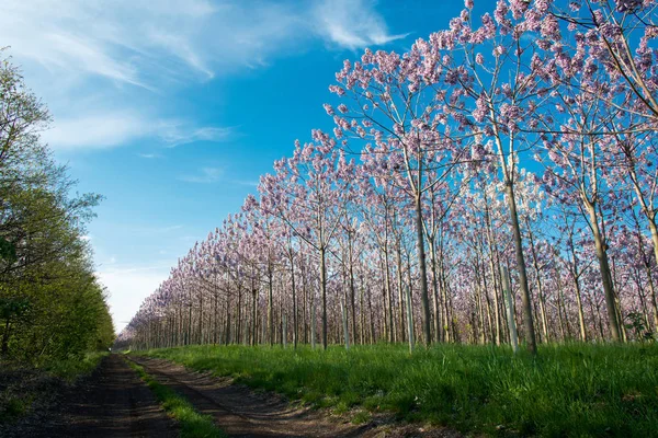 Plantação de árvores Paulownia florescentes e estrada rural - foco seletivo — Fotografia de Stock
